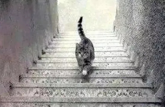 Is the cat going up or down