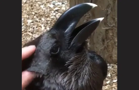 Not this again - do you see a rabbit or raven